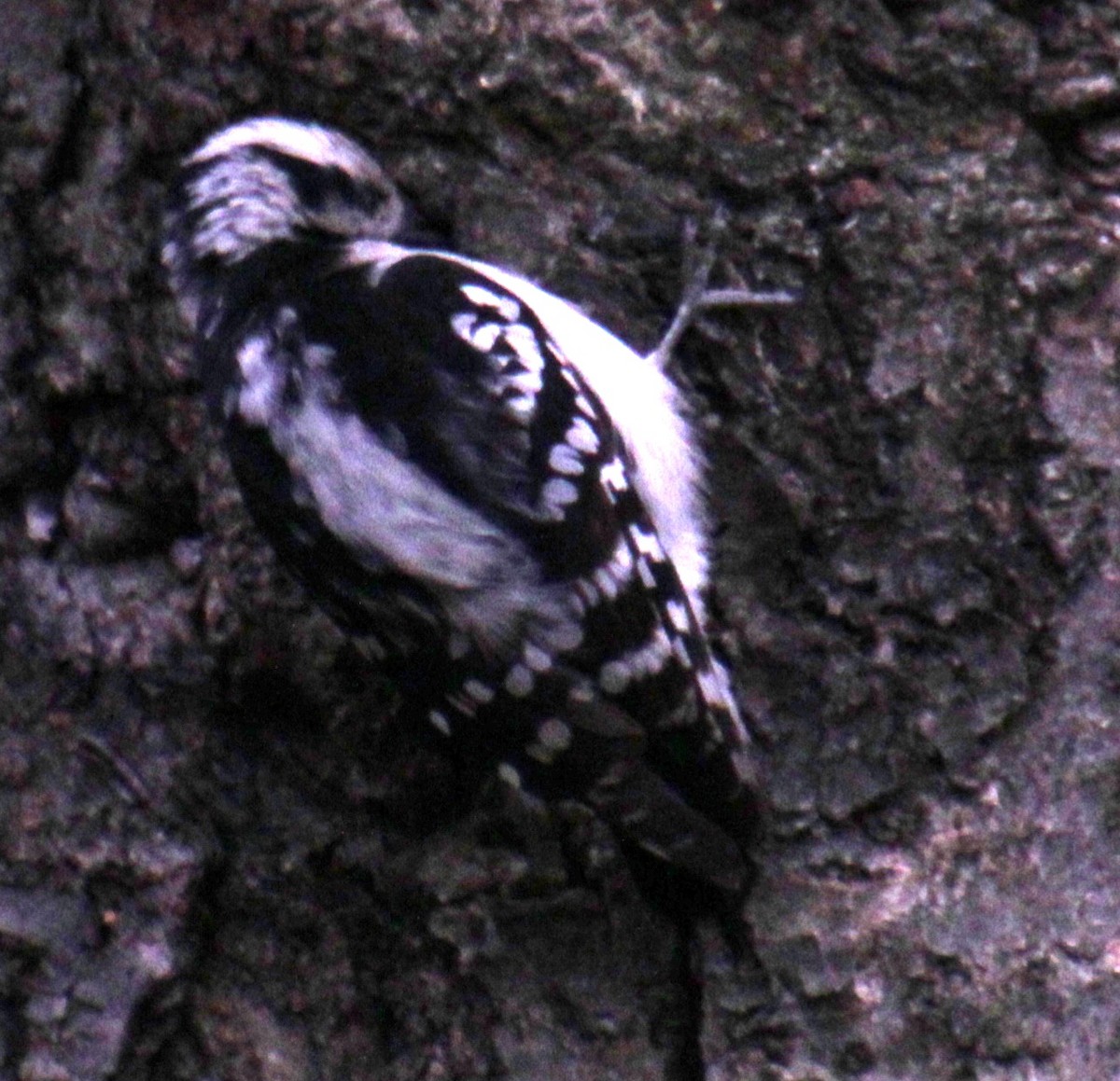 Downy Woodpecker (Eastern) - ML618401166