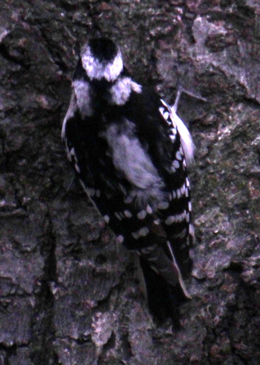 Downy Woodpecker (Eastern) - ML618401167