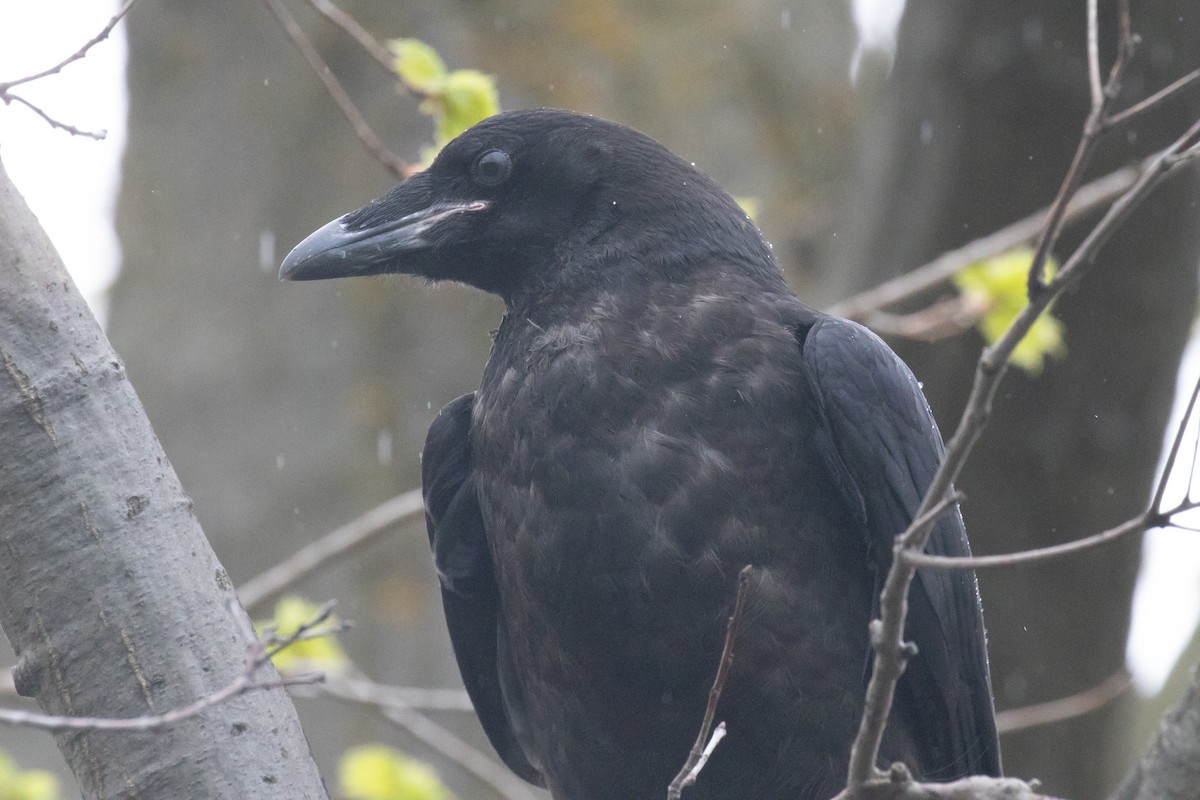 Common Raven - ML618401189