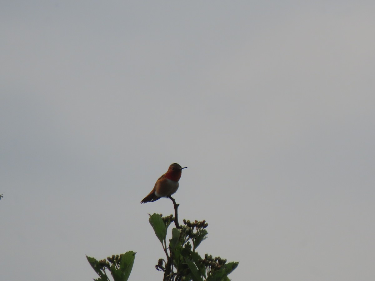 Rufous Hummingbird - ML618401192