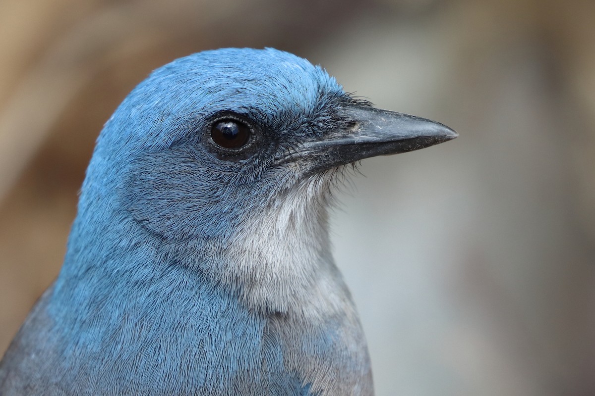 Mexican Jay - ML618401193