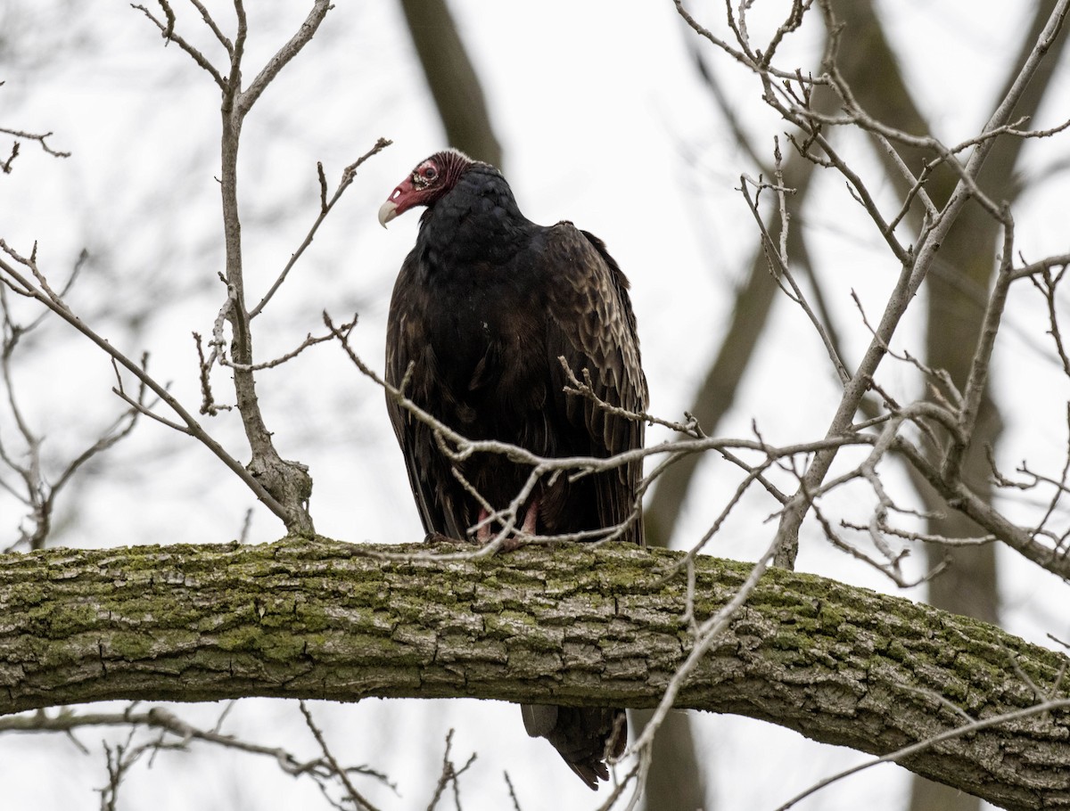 Turkey Vulture - Estela Quintero-Weldon