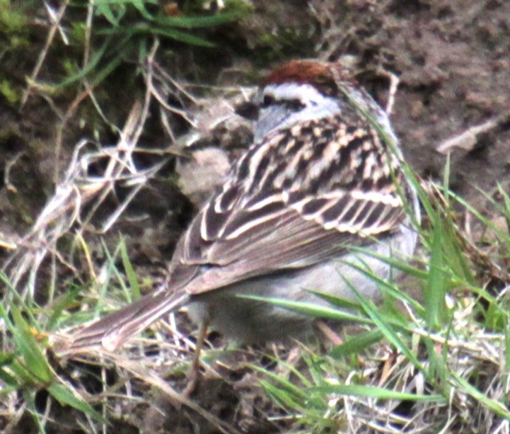 Chipping Sparrow - ML618401221