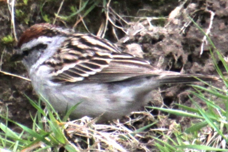 Chipping Sparrow - ML618401222