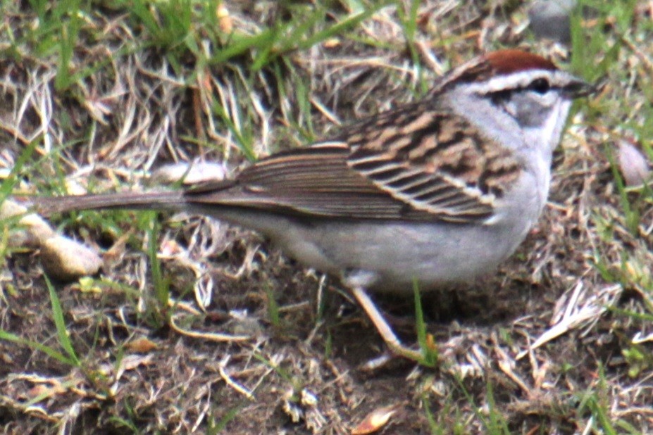 Chipping Sparrow - ML618401223