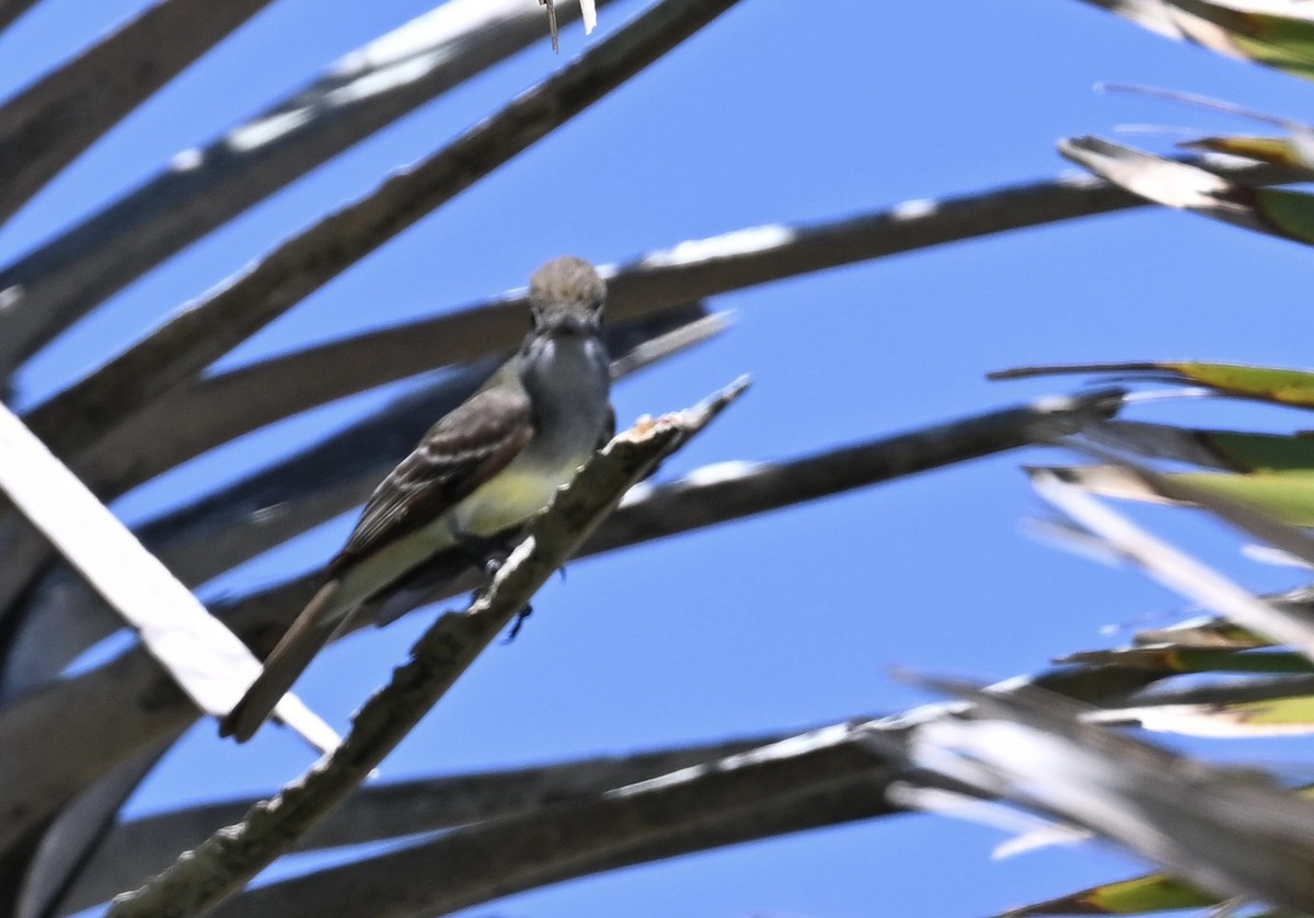 Great Crested Flycatcher - ML618401237