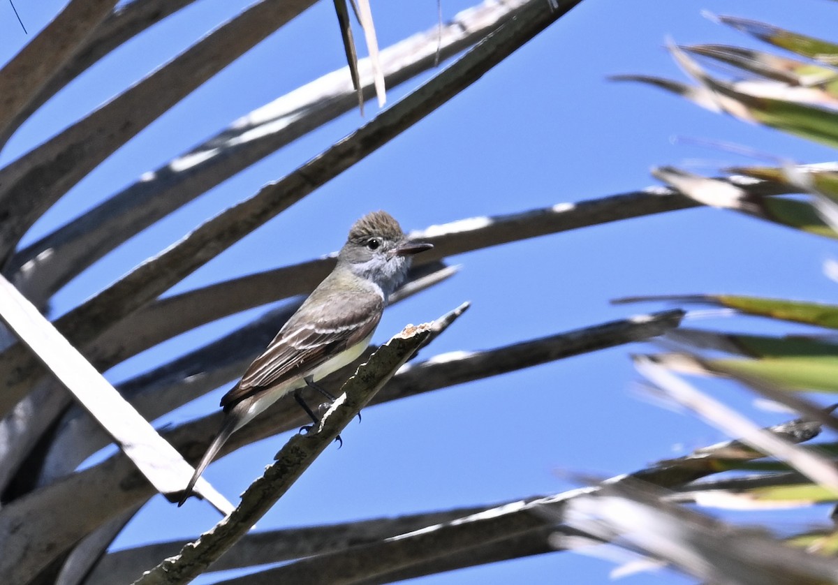 Great Crested Flycatcher - ML618401240