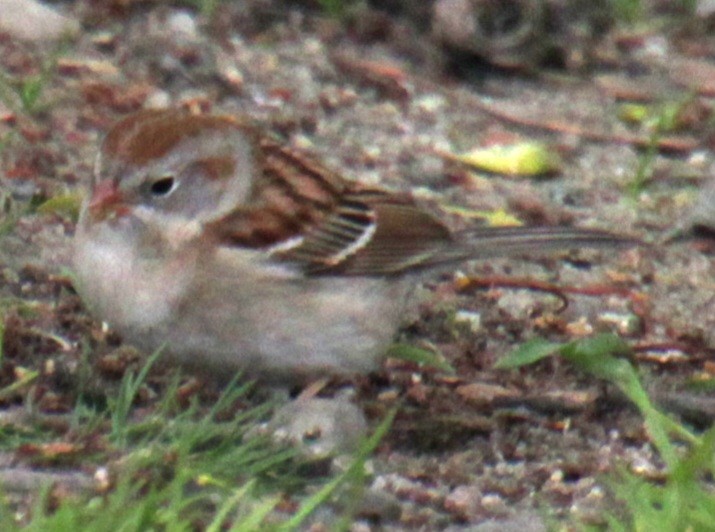 Field Sparrow - ML618401241