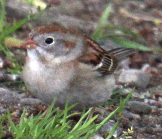 Field Sparrow - ML618401242
