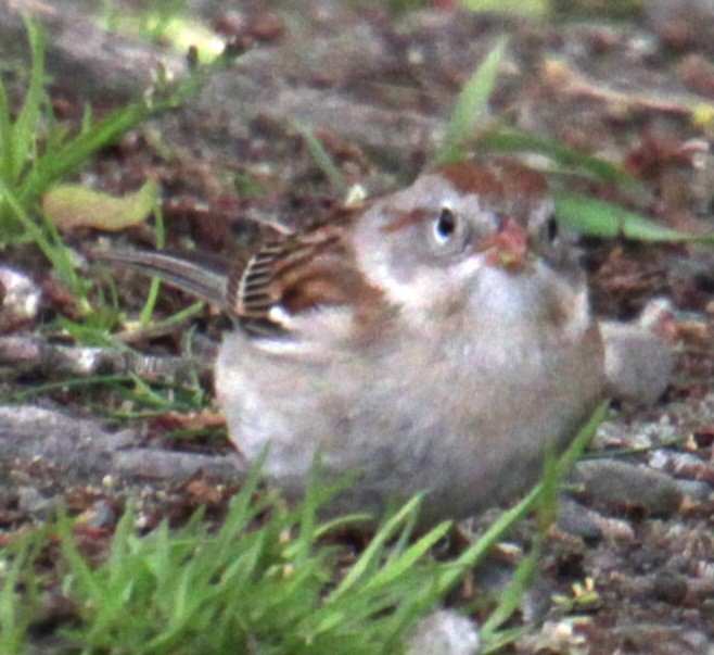 Field Sparrow - ML618401243