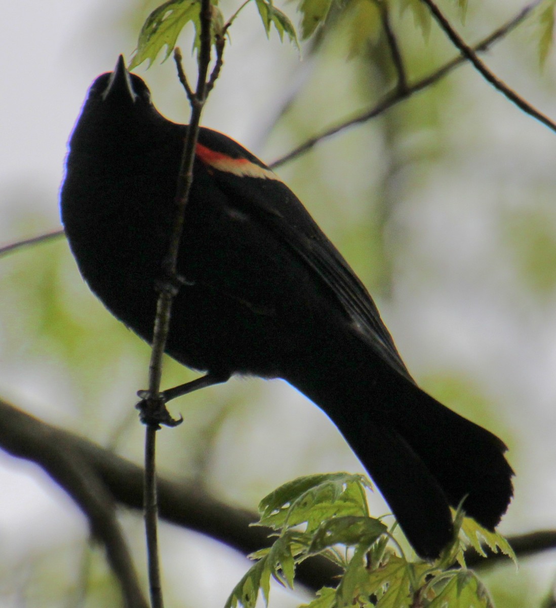 Red-winged Blackbird (Red-winged) - ML618401254