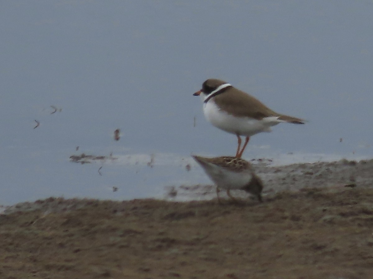 Semipalmated Plover - ML618401272