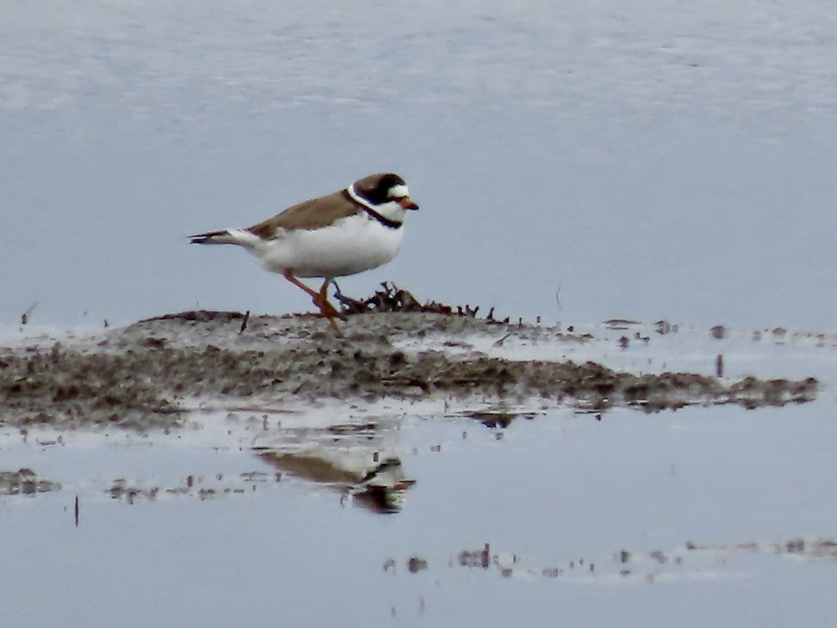 Semipalmated Plover - ML618401273