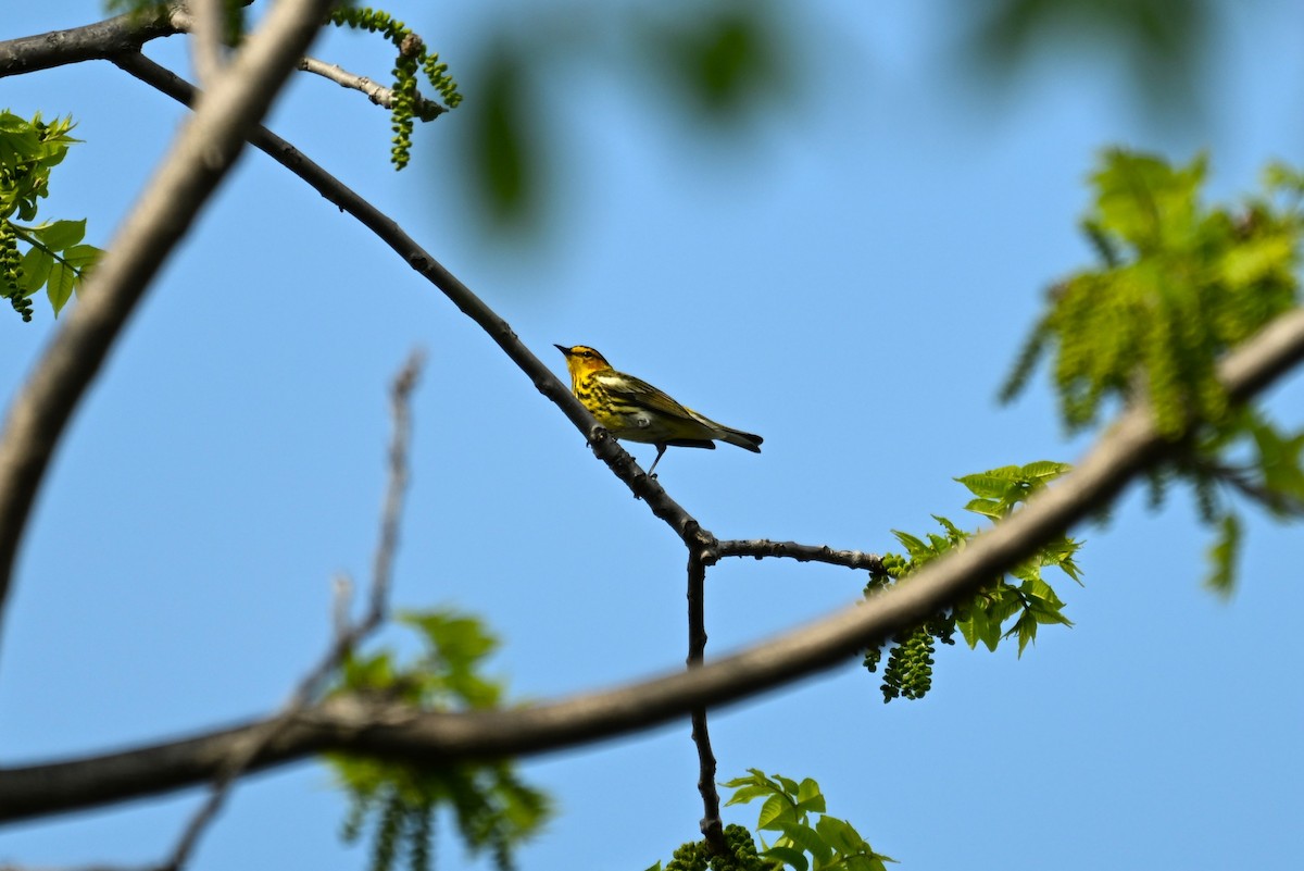 Cape May Warbler - ML618401282