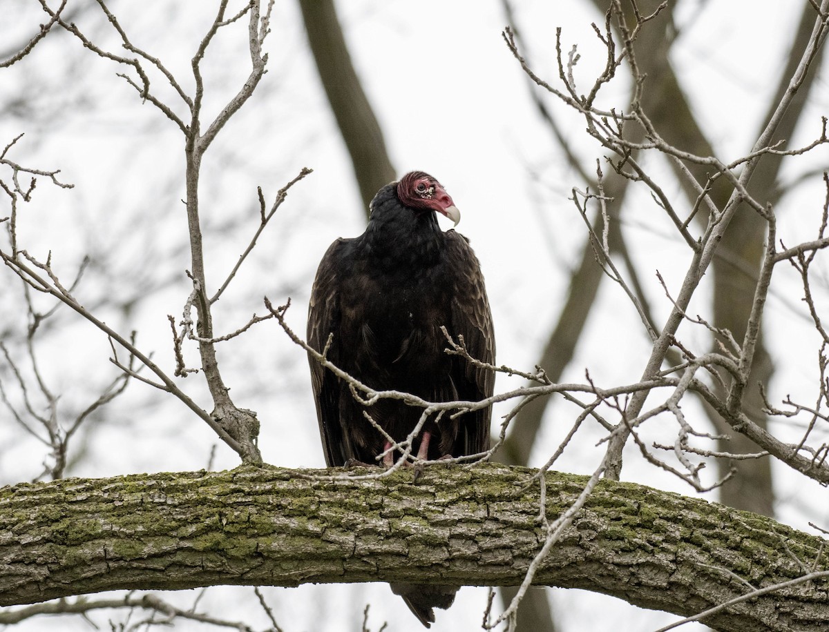 Turkey Vulture - ML618401319