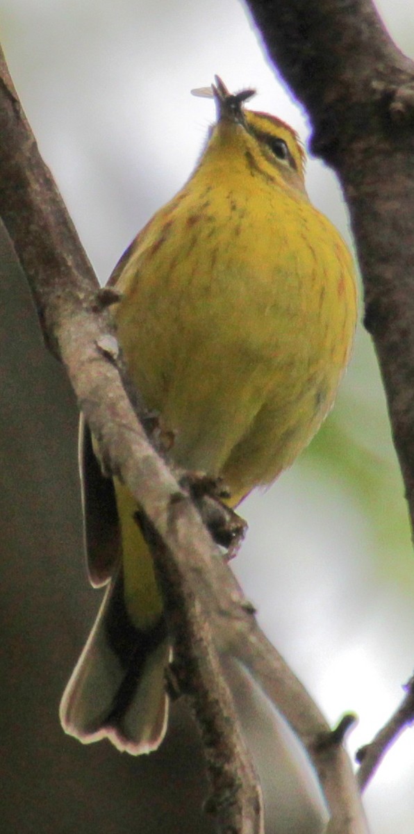 Palm Warbler (Yellow) - ML618401328