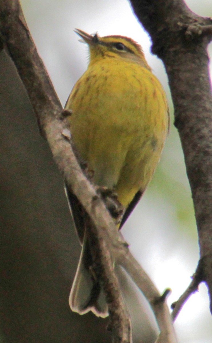 Palm Warbler (Yellow) - ML618401332