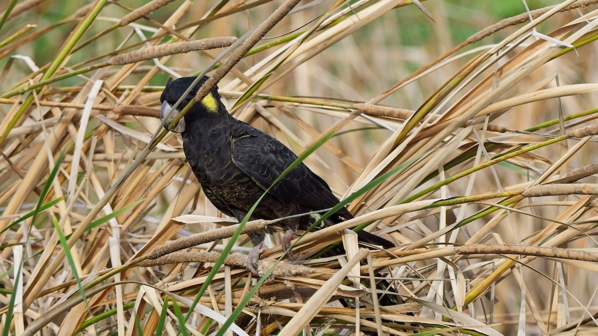 Yellow-tailed Black-Cockatoo - ML618401349