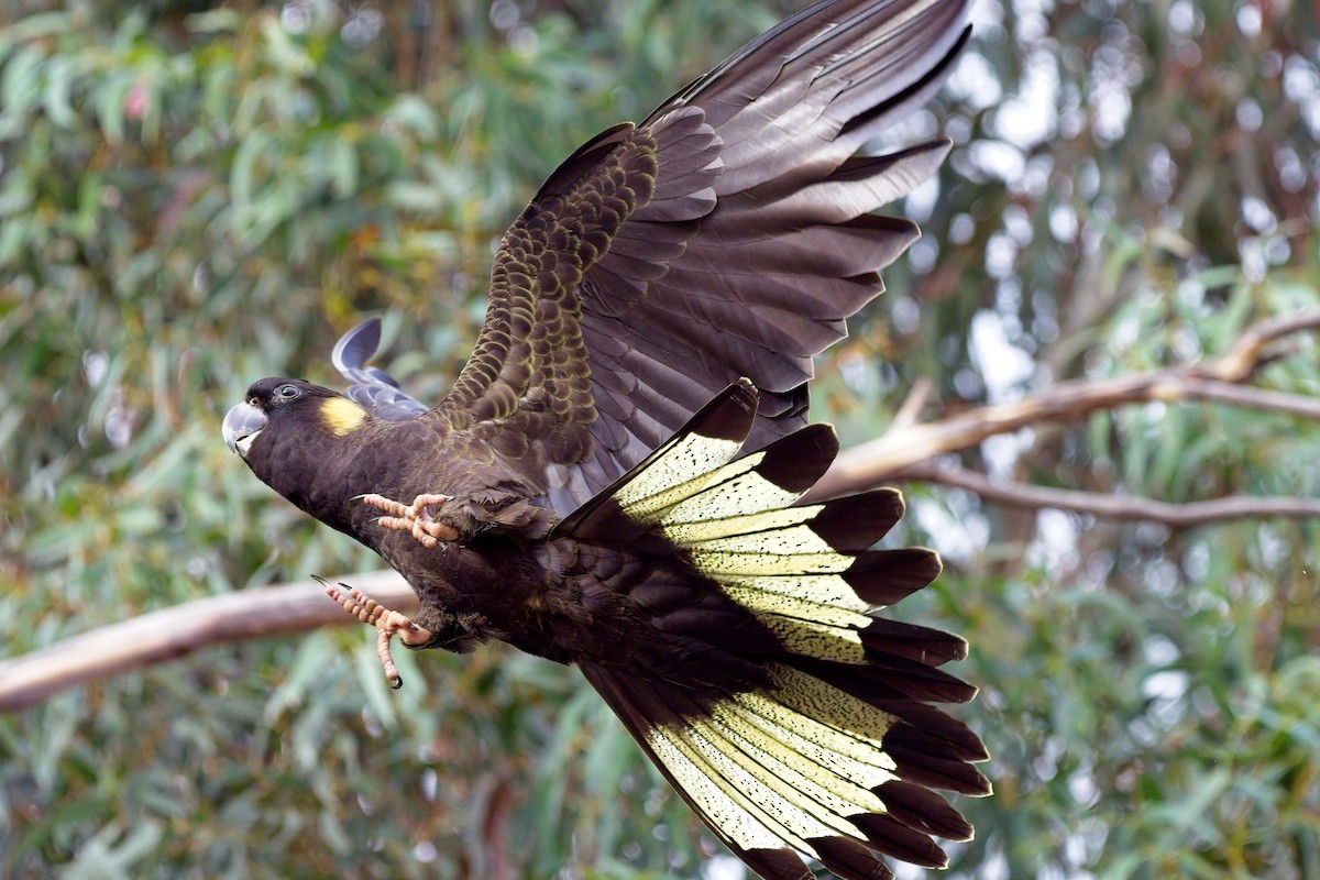 Yellow-tailed Black-Cockatoo - ML618401350