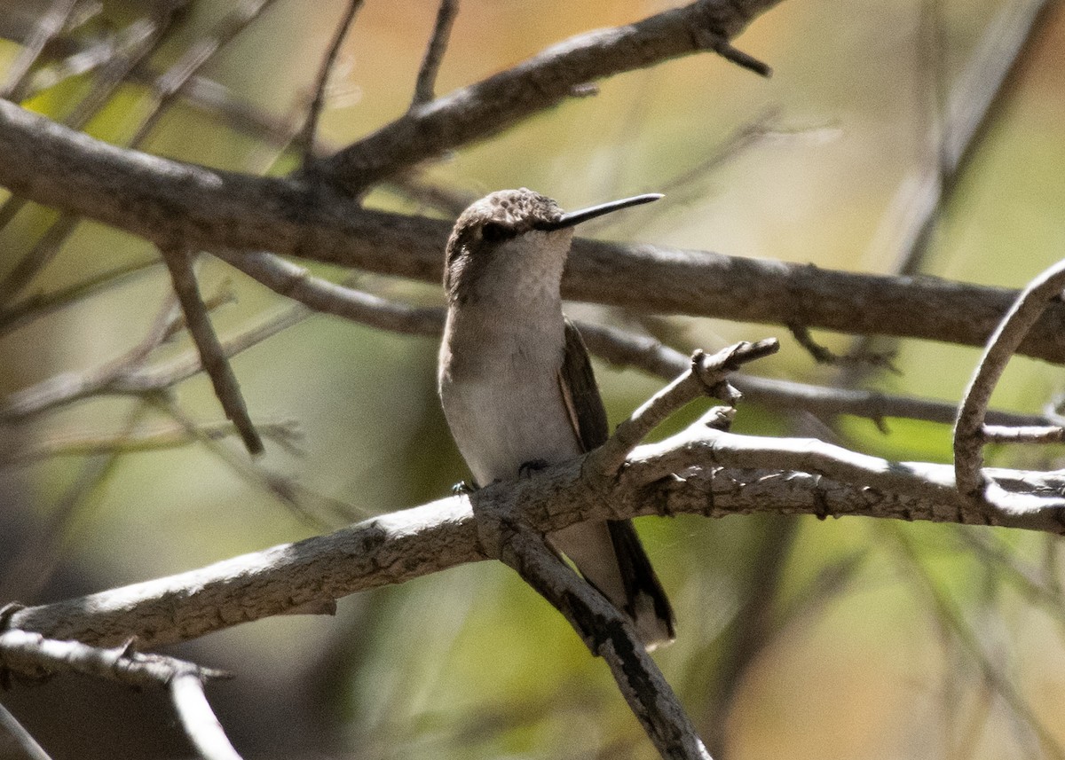 Black-chinned Hummingbird - ML618401356