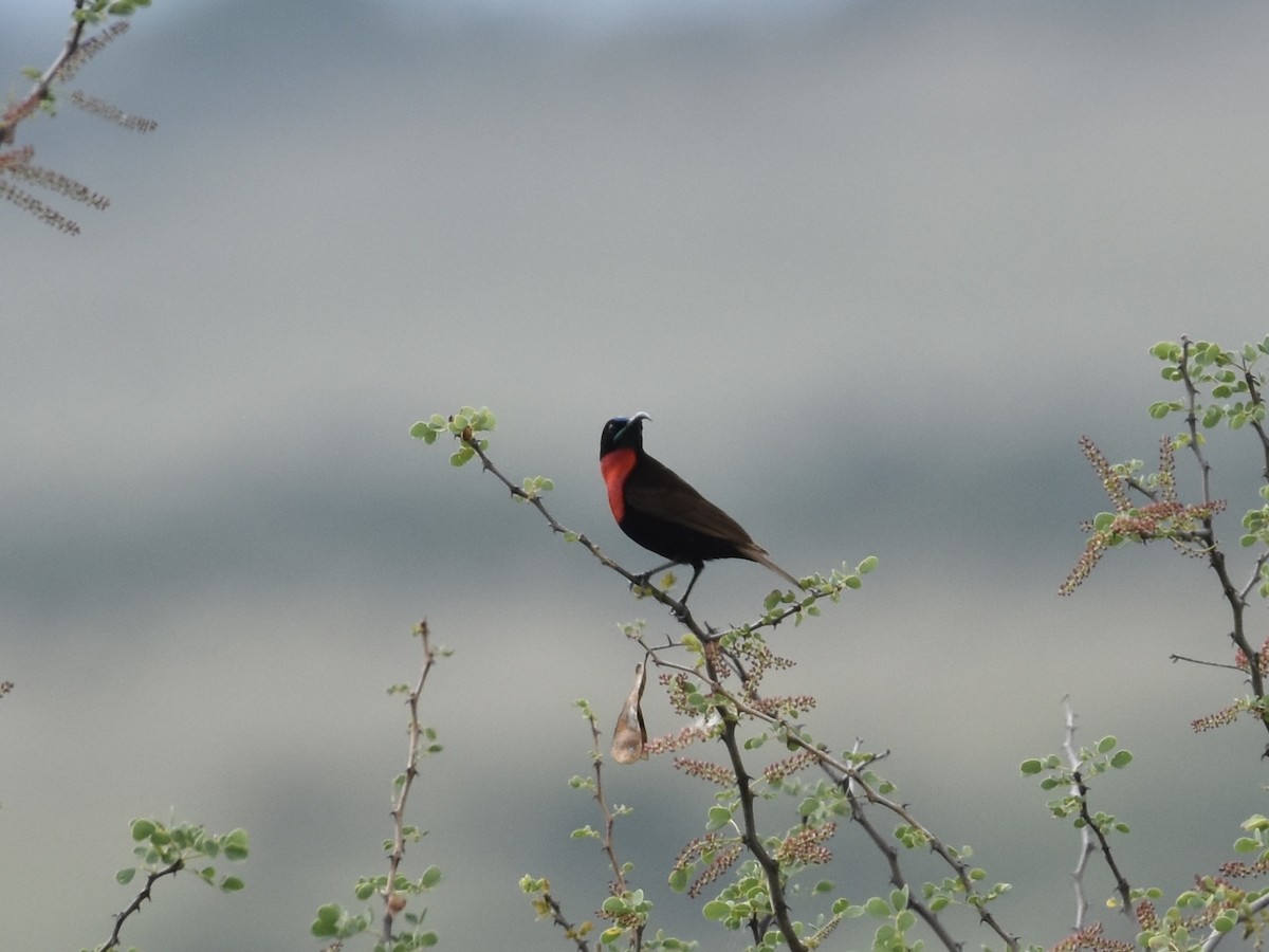 Scarlet-chested Sunbird - ML618401379