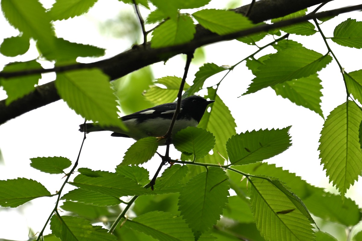 Black-throated Blue Warbler - ML618401383