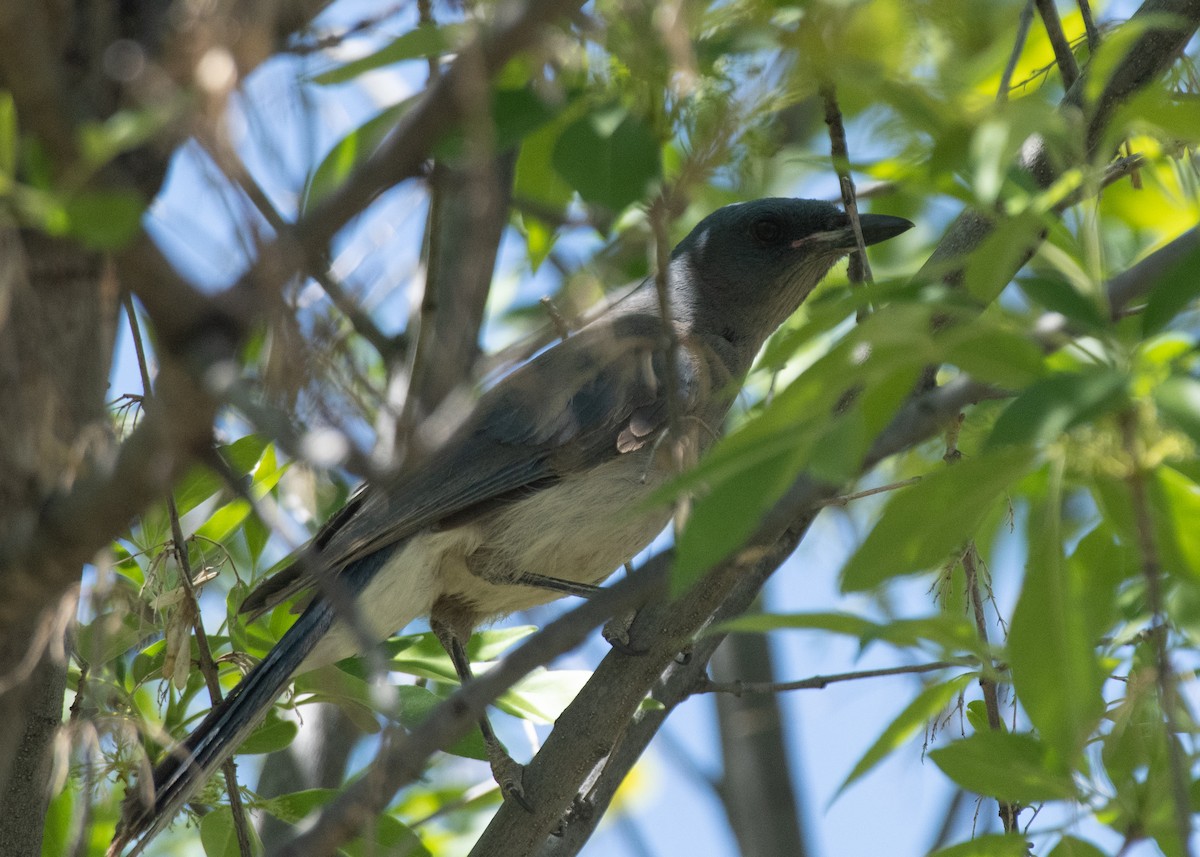 Mexican Jay - ML618401386