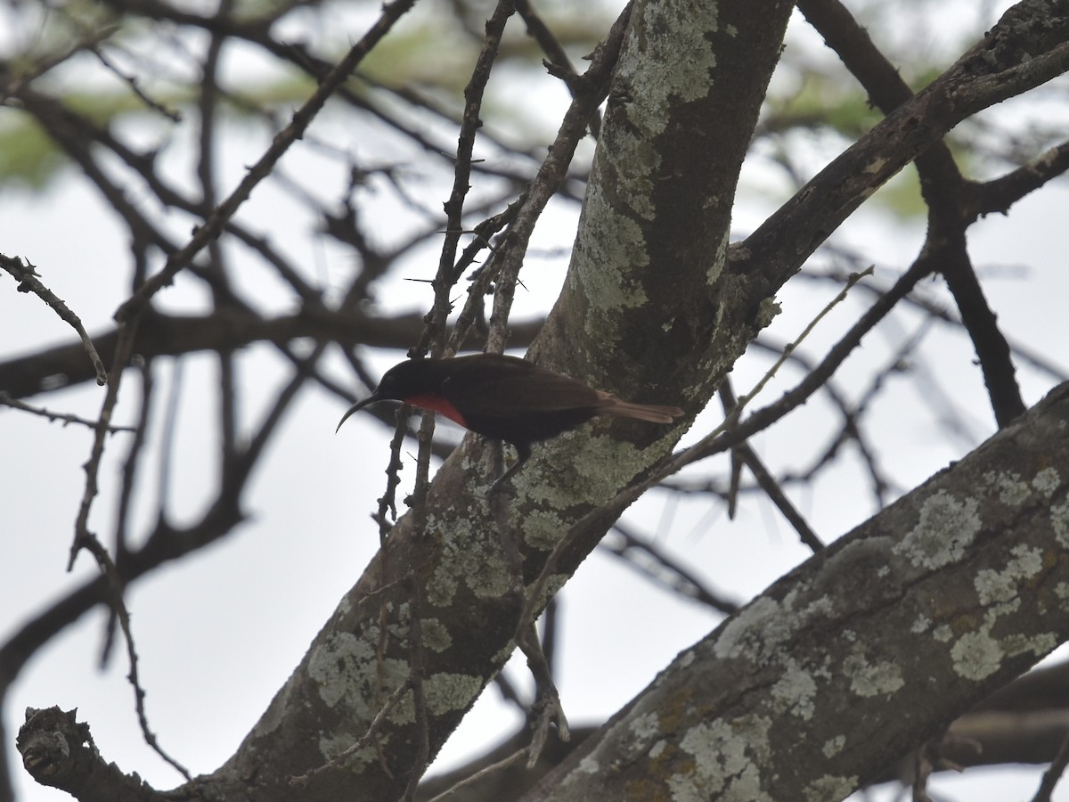 Scarlet-chested Sunbird - ML618401397