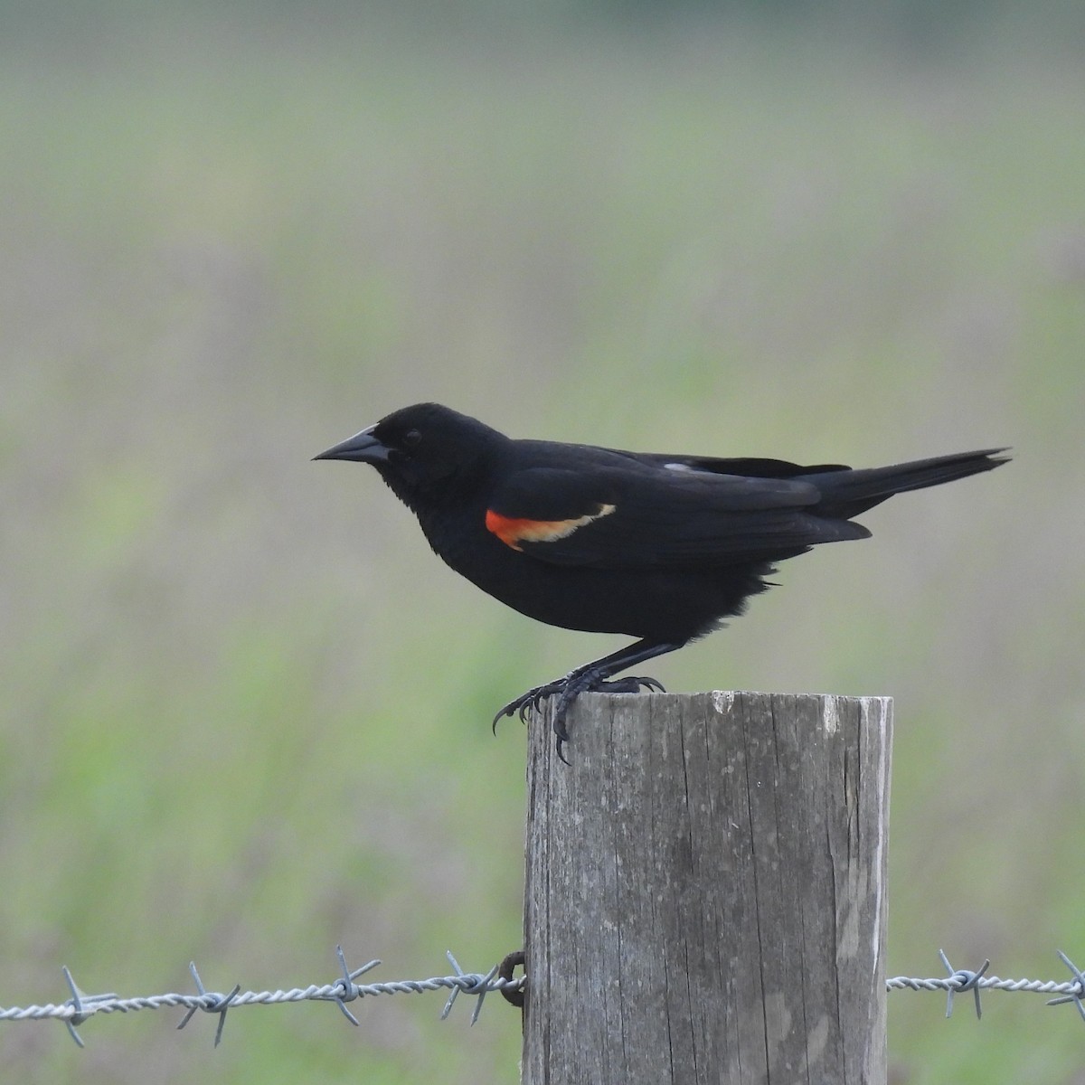 Red-winged Blackbird - Margi Finch
