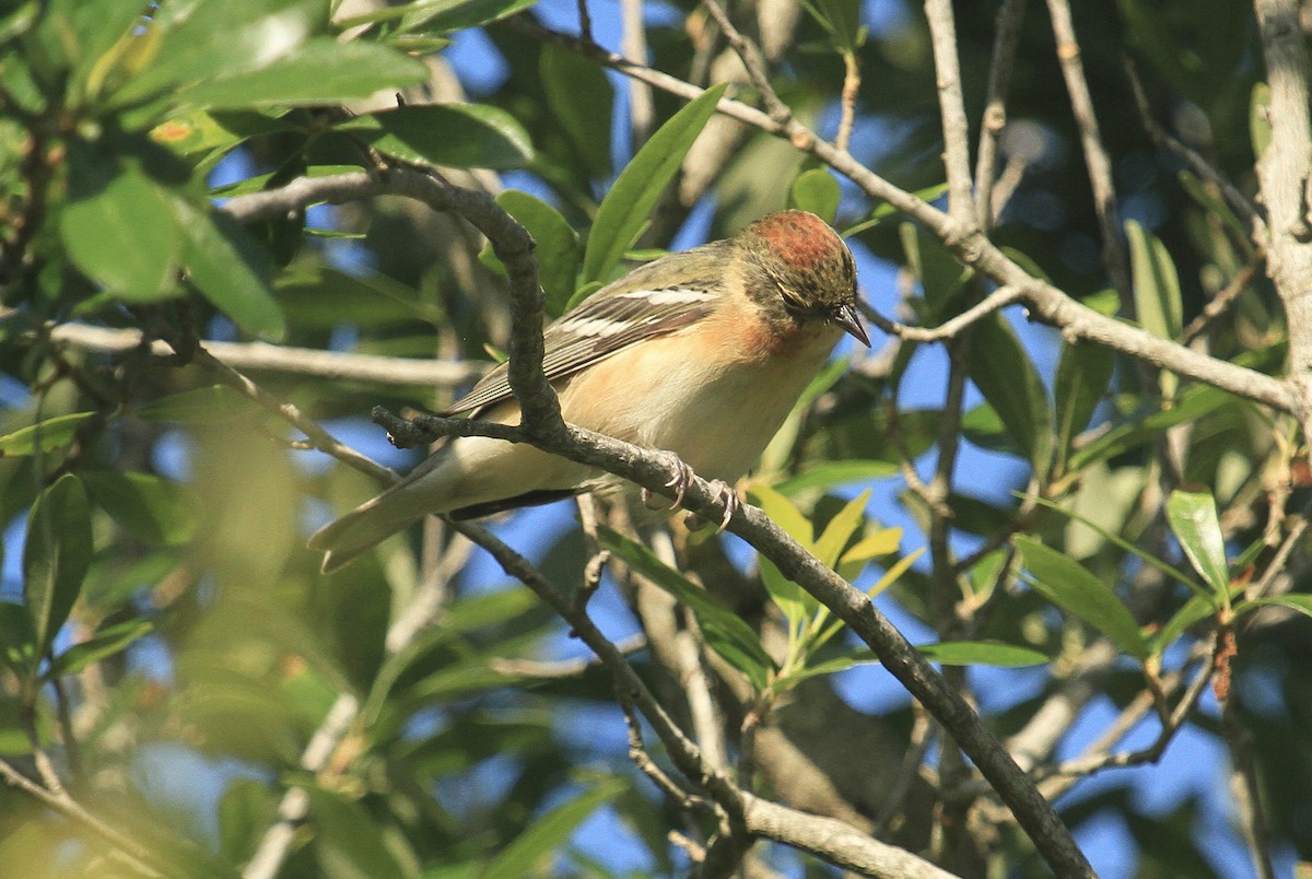 Bay-breasted Warbler - ML618401415