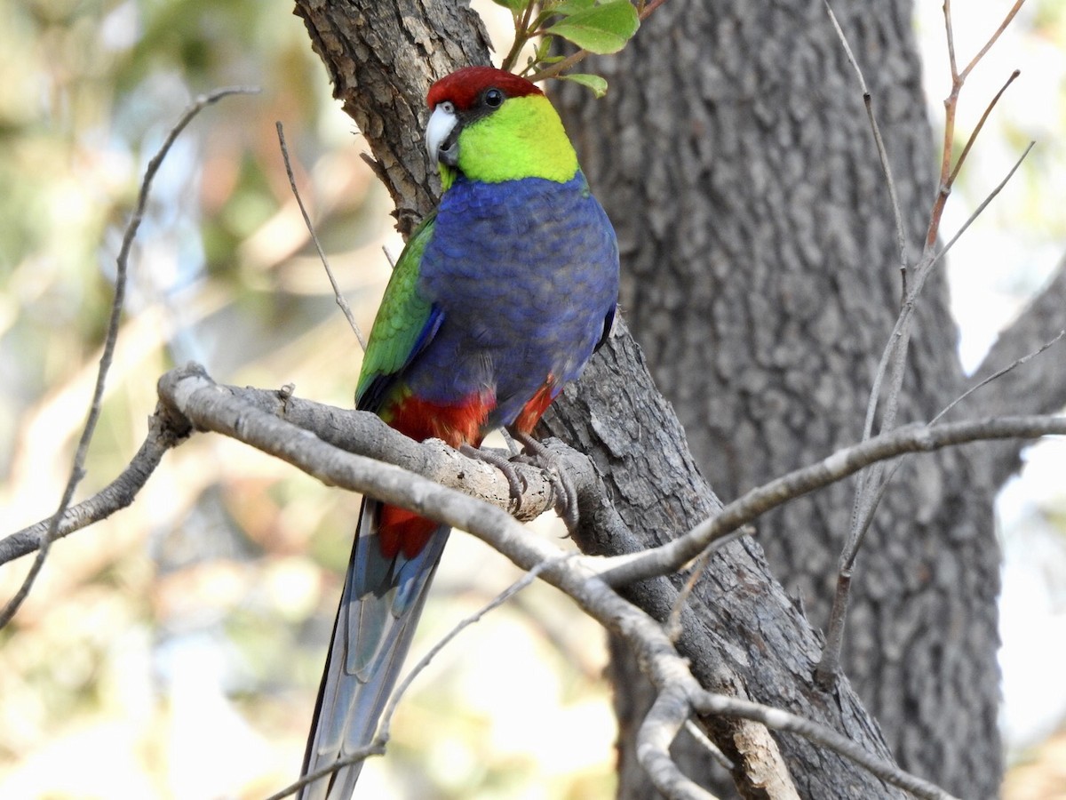 Red-capped Parrot - ML618401443