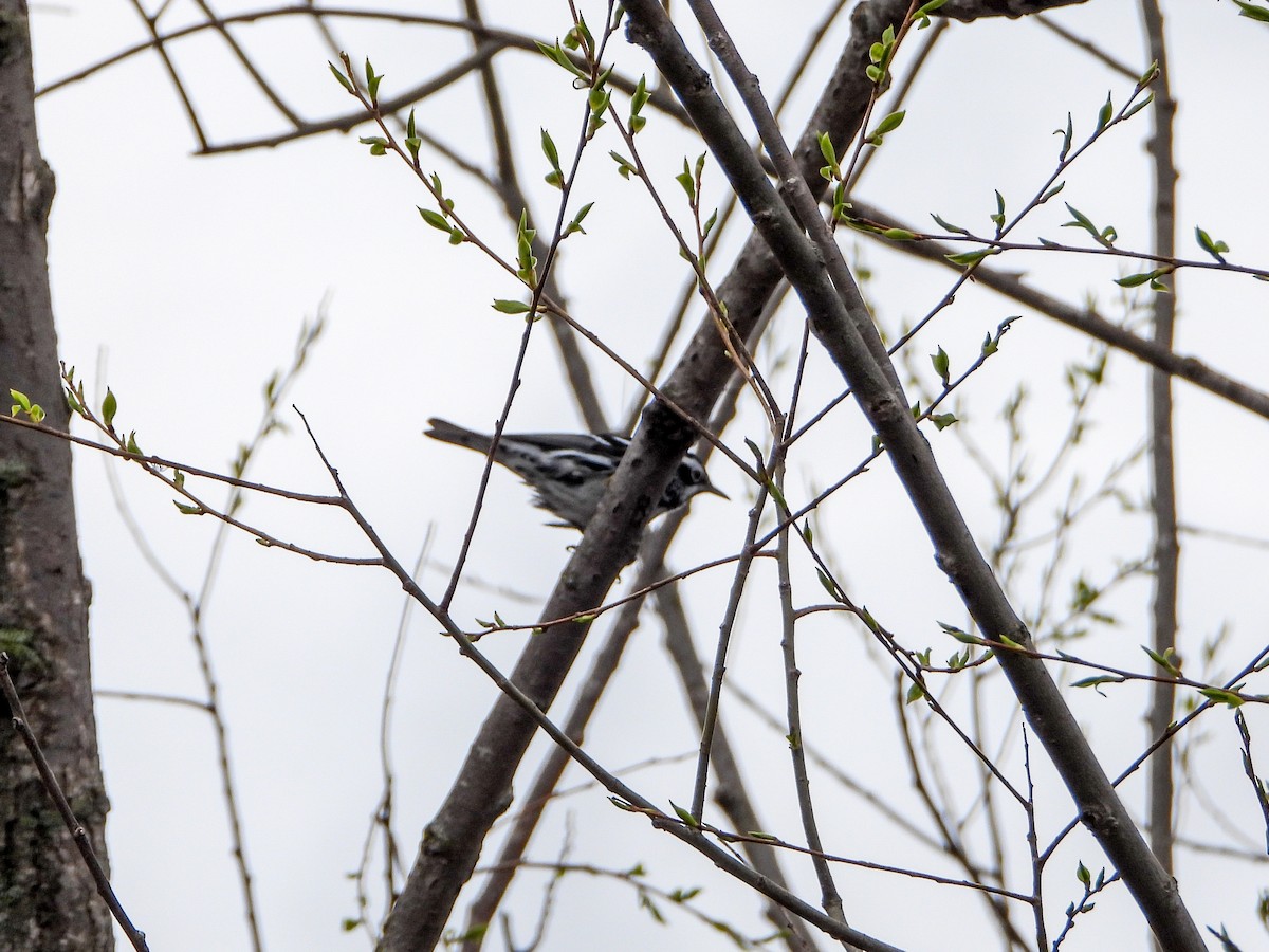 Black-and-white Warbler - ML618401449