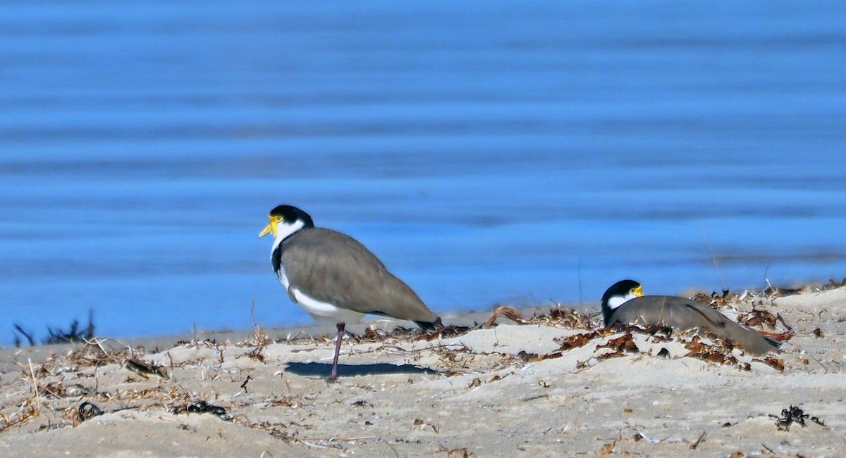 Masked Lapwing - Steve Law