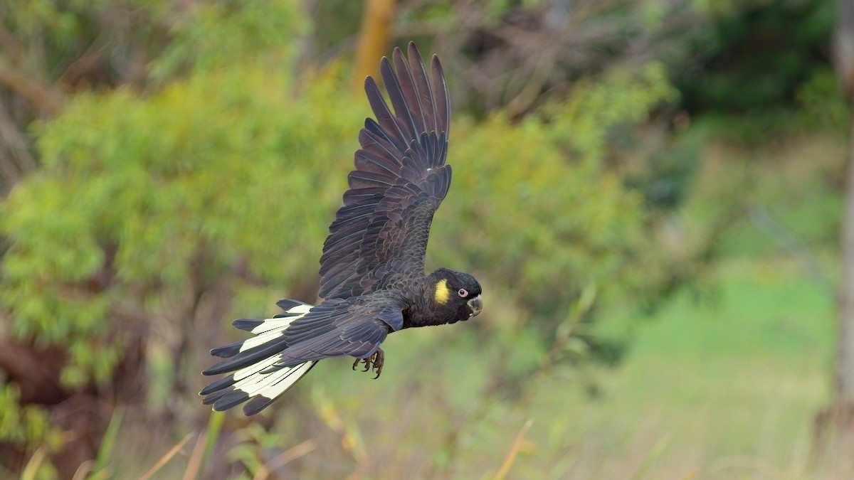 Yellow-tailed Black-Cockatoo - ML618401468