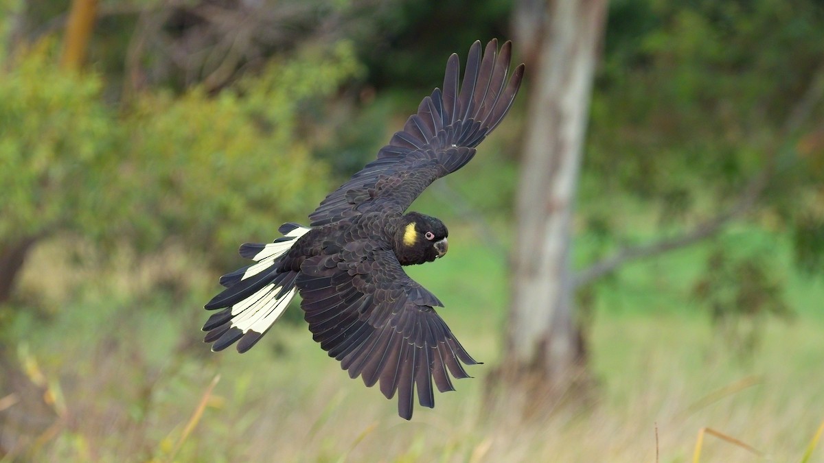 Yellow-tailed Black-Cockatoo - ML618401469