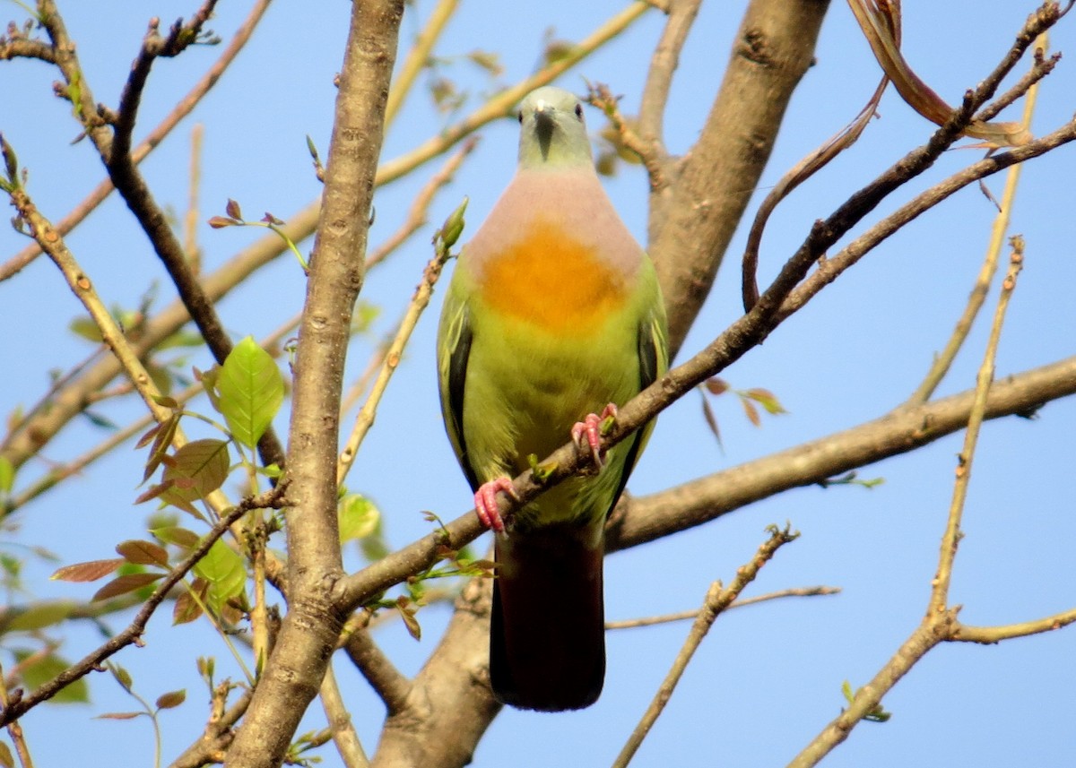 Pink-necked Green-Pigeon - ML618401544