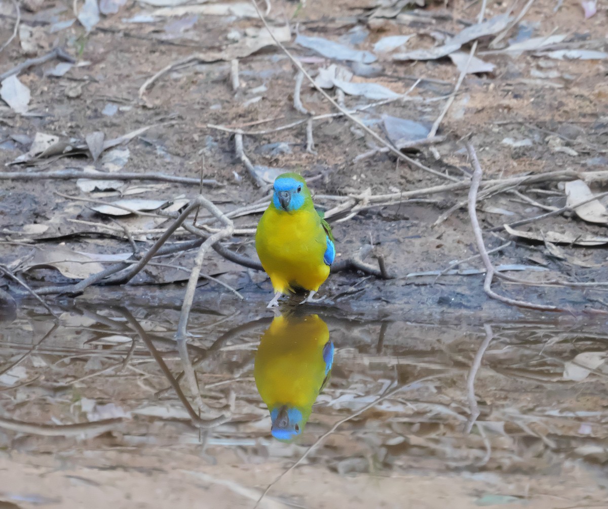 Turquoise Parrot - ML618401550