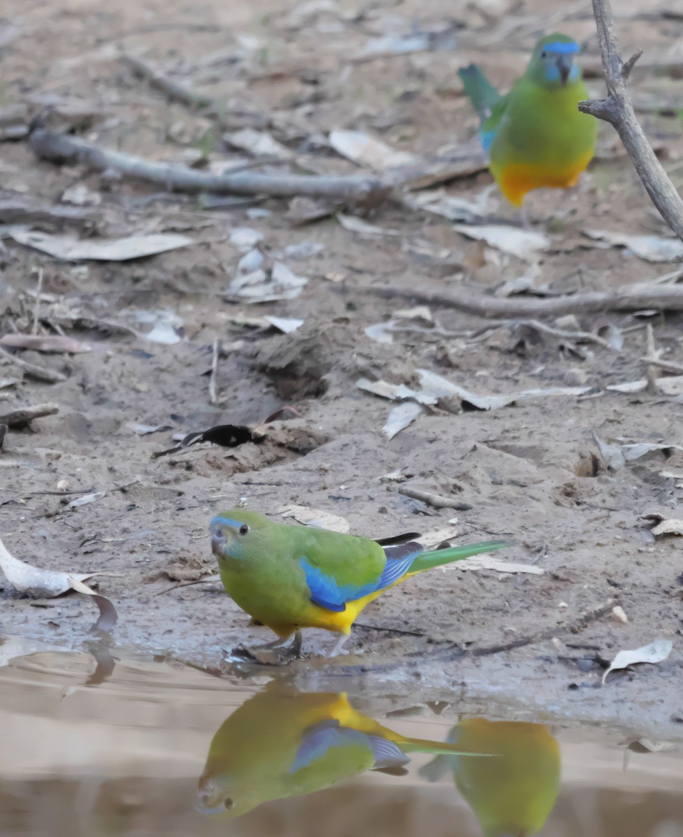 Turquoise Parrot - ML618401559