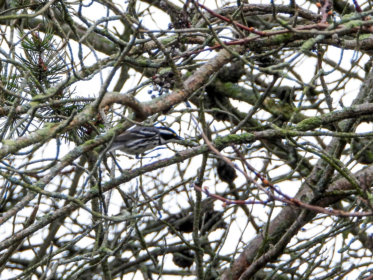 Black-throated Gray Warbler - ML618401571