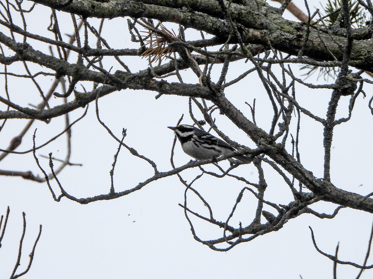 Black-throated Gray Warbler - ML618401572