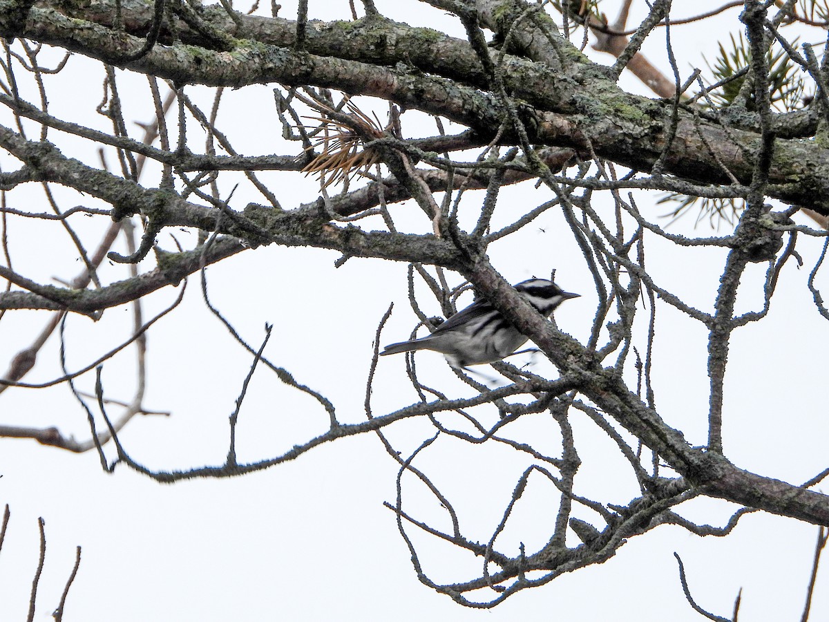 Black-throated Gray Warbler - Samuel Burckhardt