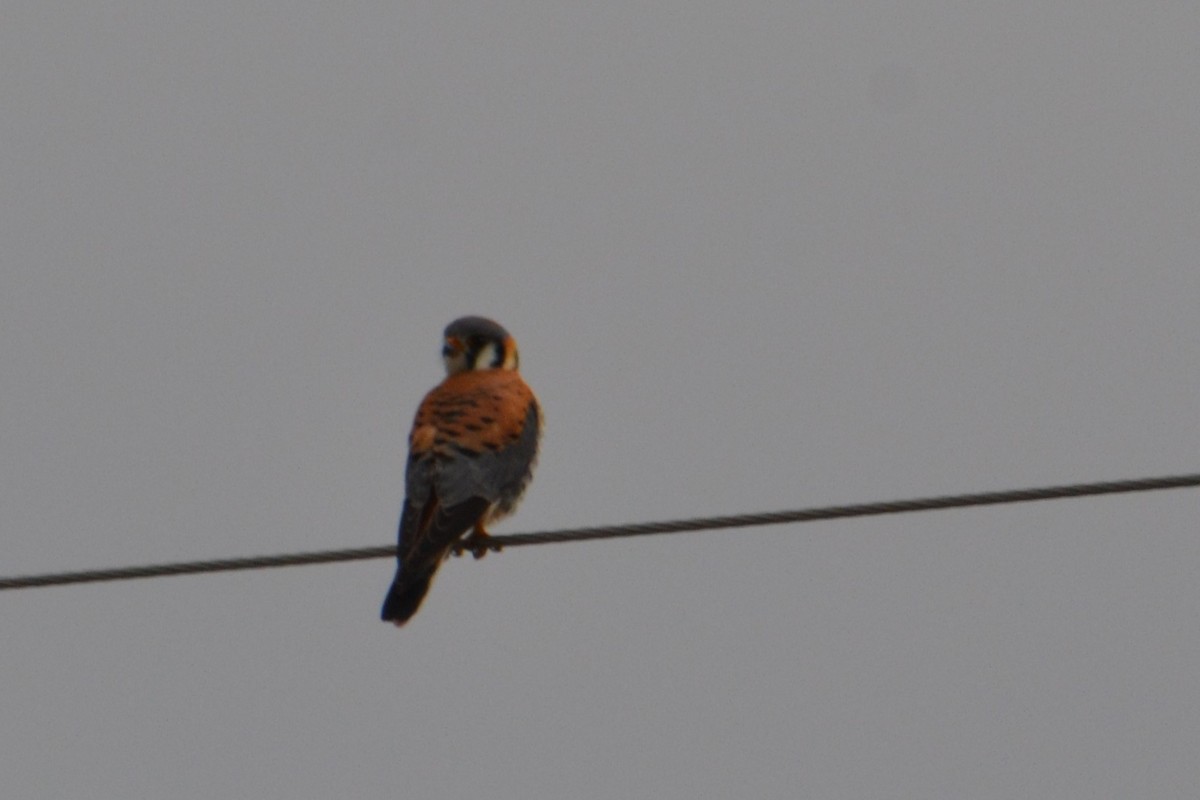 American Kestrel - Ted Armstrong