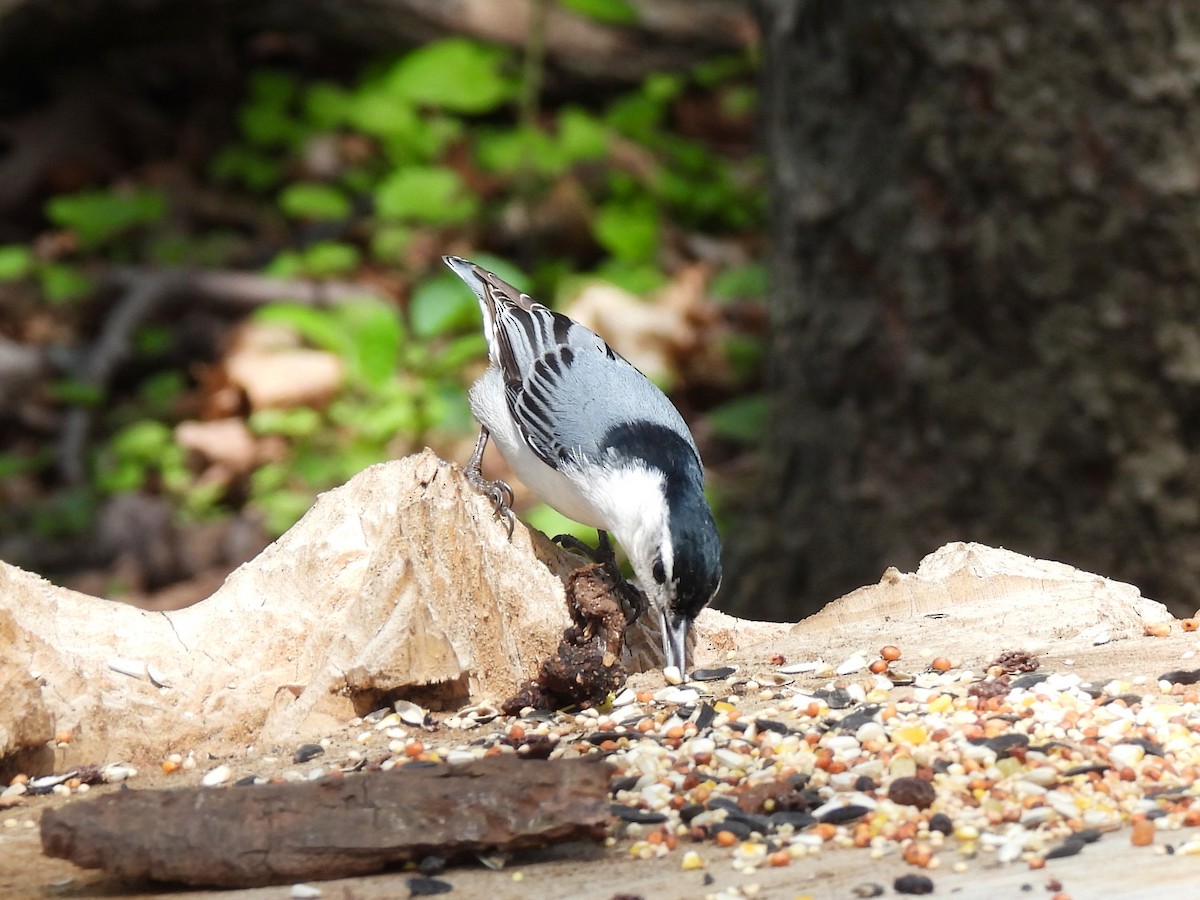 White-breasted Nuthatch - ML618401590