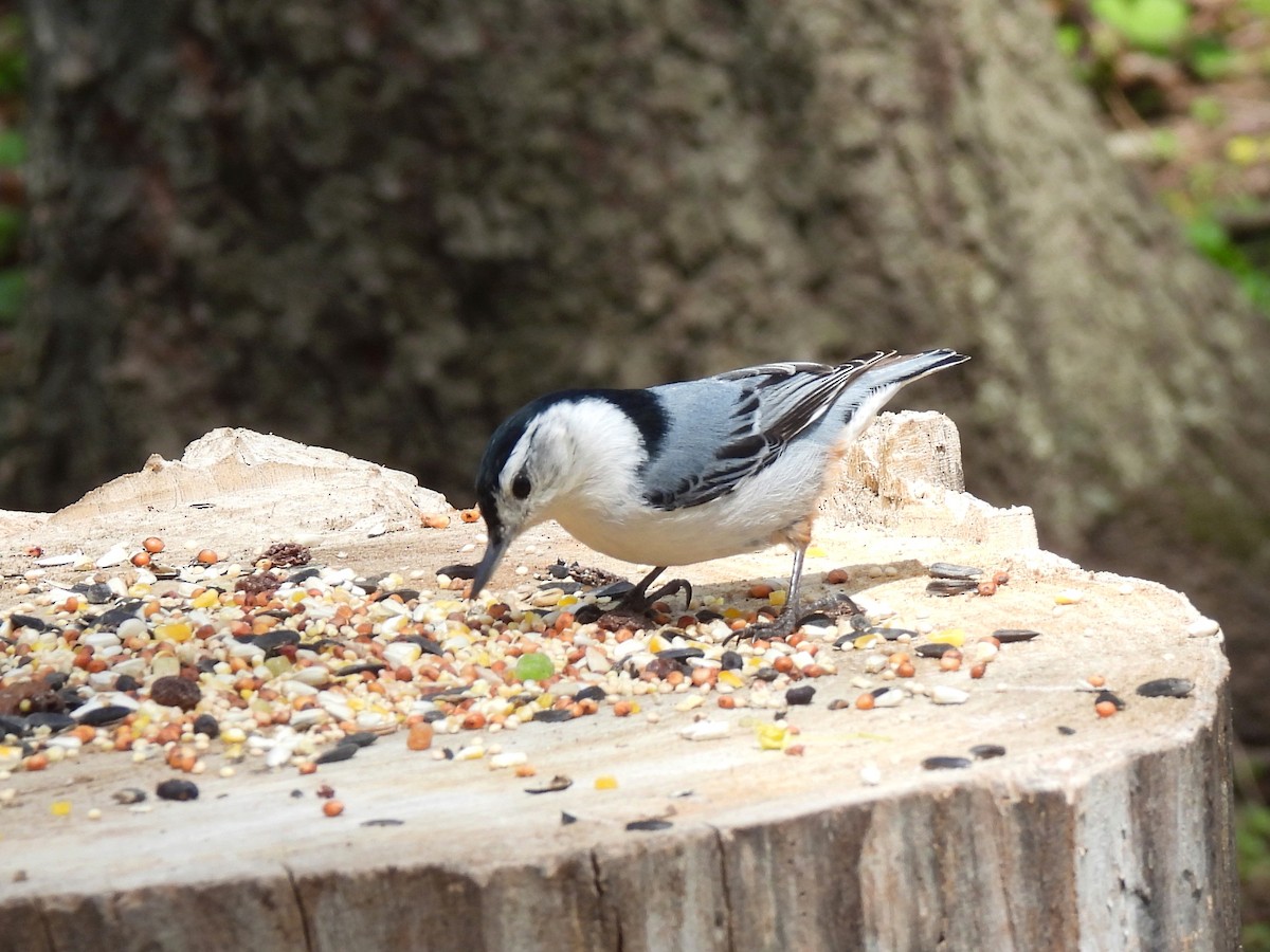 White-breasted Nuthatch - ML618401594