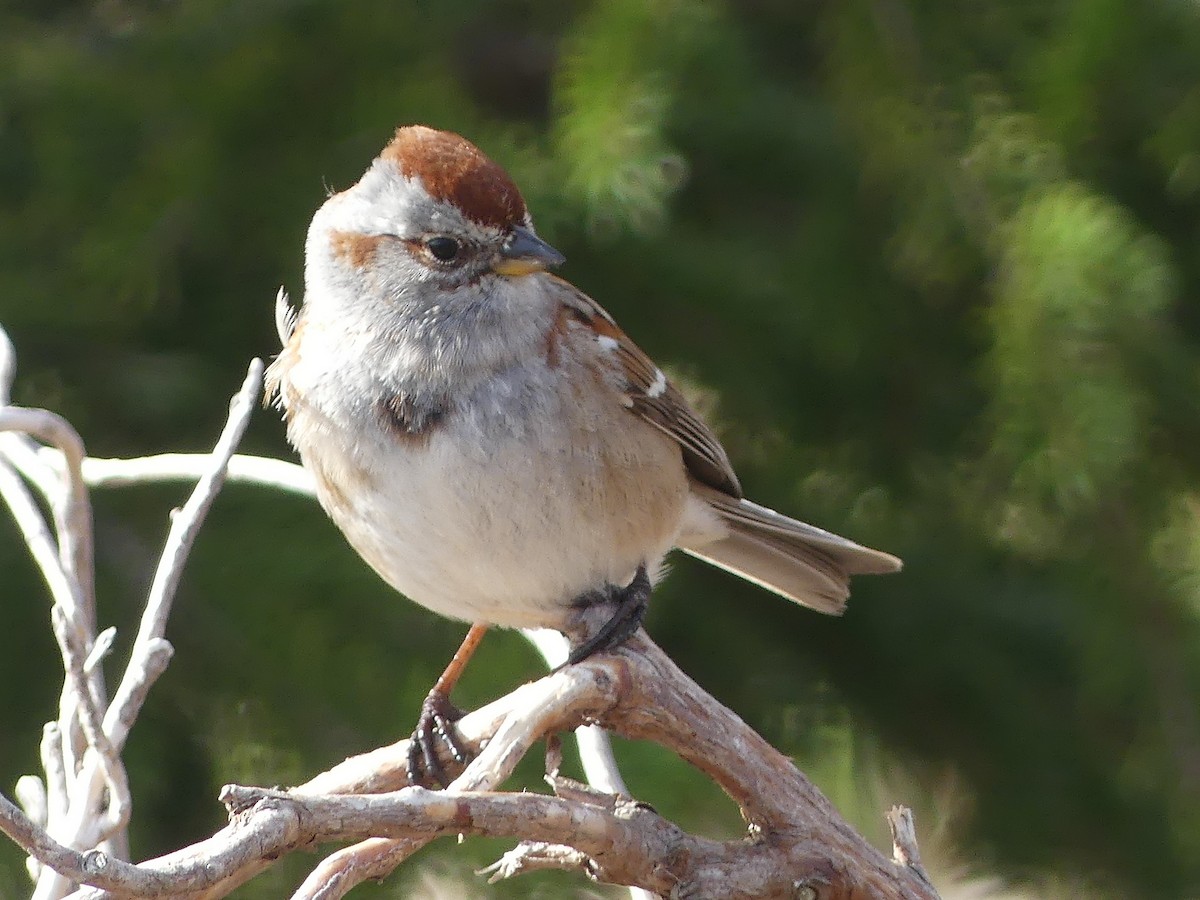 American Tree Sparrow - Christian grenier Krisskinou