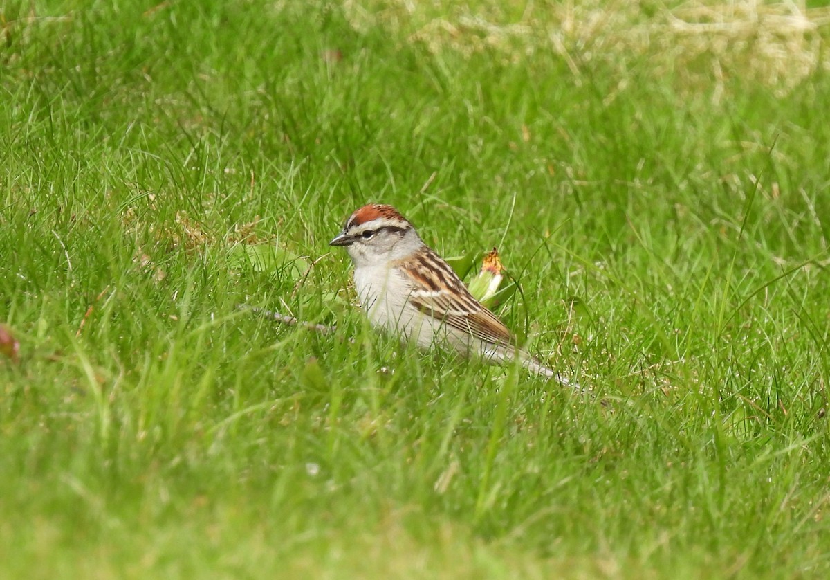 Chipping Sparrow - ML618401609