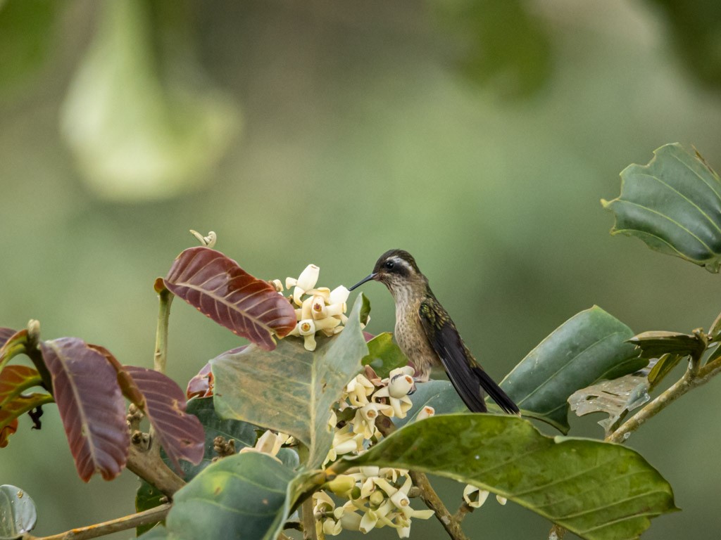 Speckled Hummingbird - ML618401618