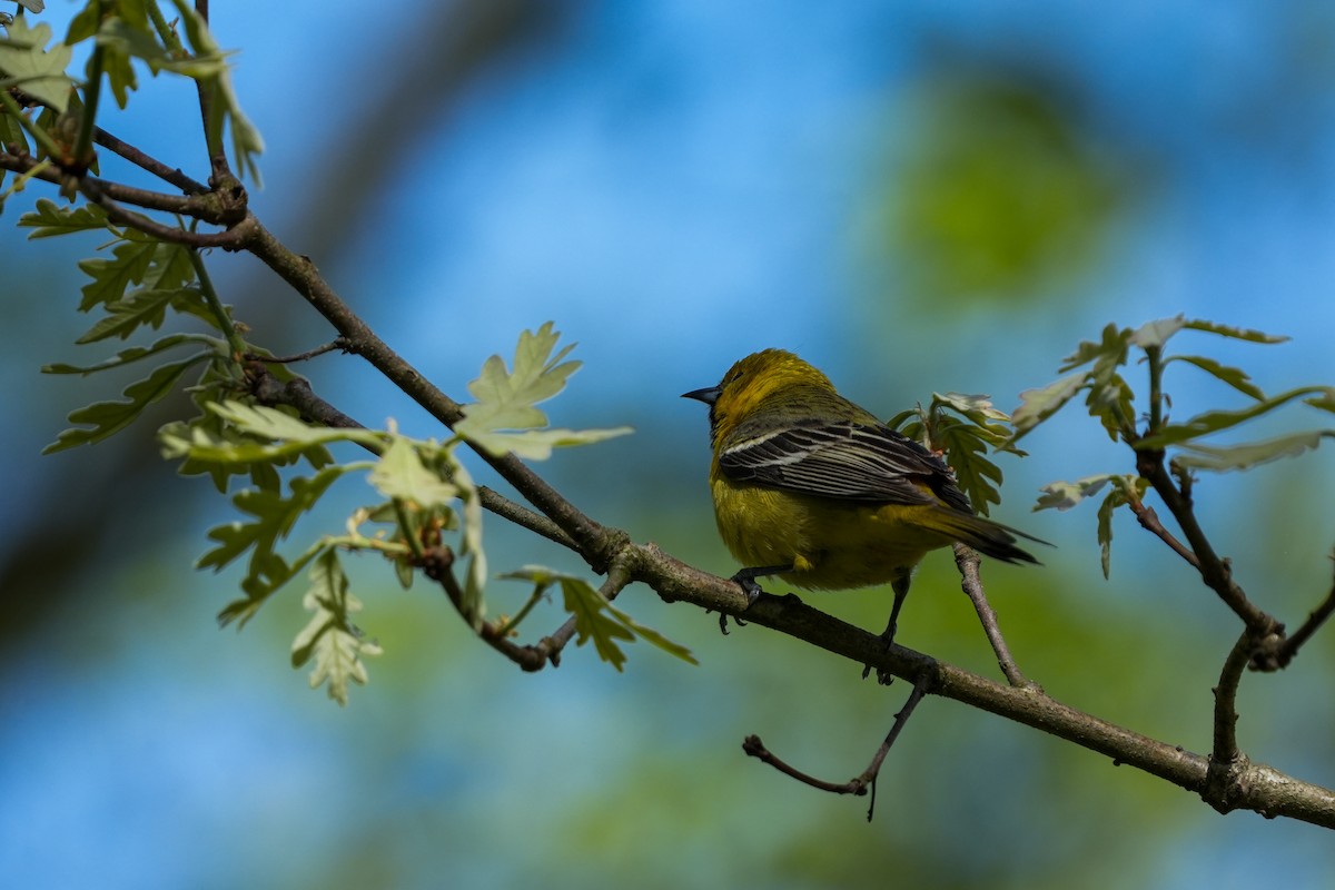 Orchard Oriole - ML618401627