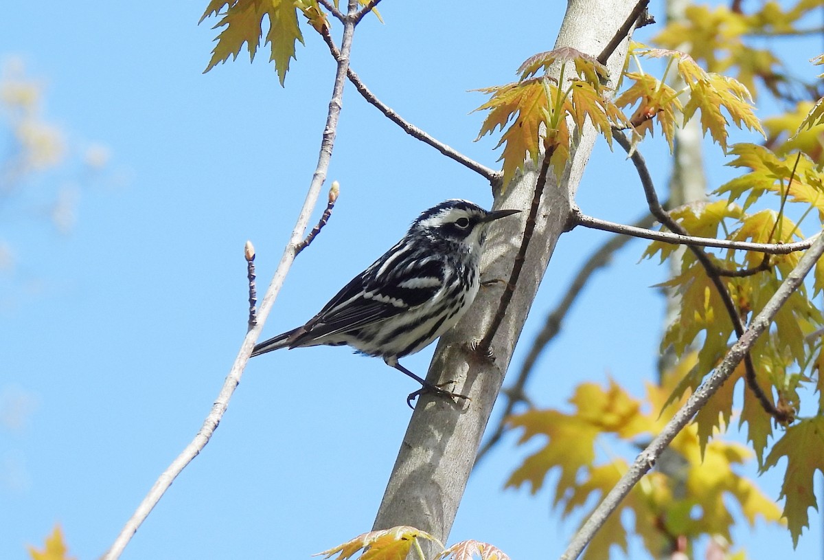 Black-and-white Warbler - ML618401635