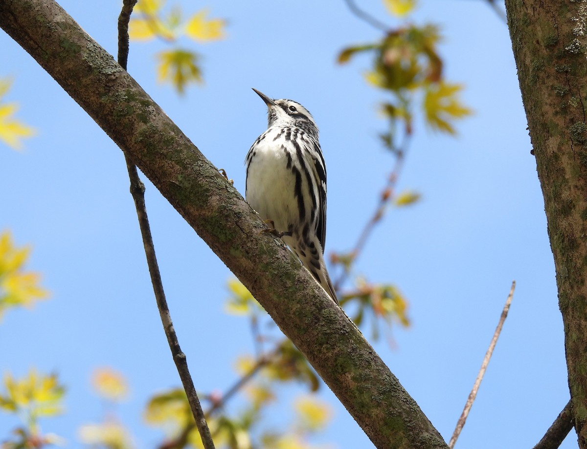 Black-and-white Warbler - ML618401642
